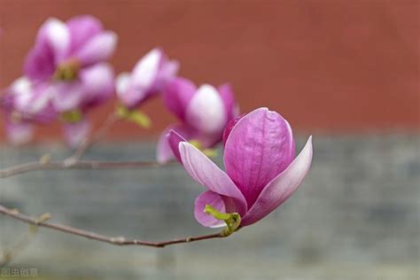 玉蘭花 陰|【玉蘭花招陰】超級驚人！玉蘭花招陰引發的禁忌，全面解析玉蘭。